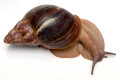 Archachatina rhodostoma Benin, adult, 10cm